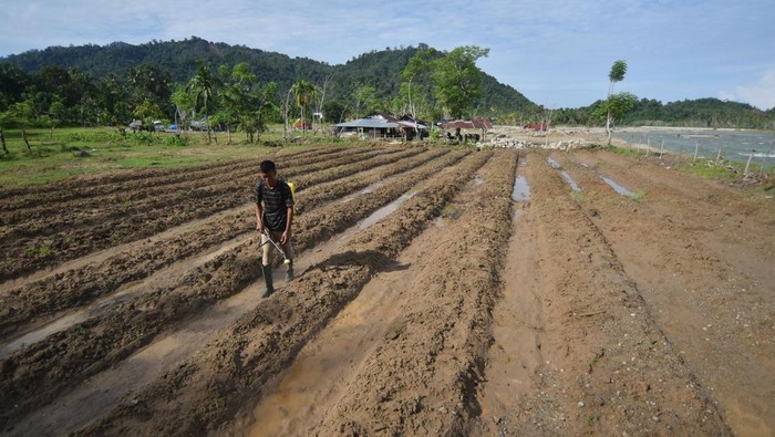 Petani di Padang Pariaman Mulai Pulihkan Sawah Setelah Diterjang Banjir