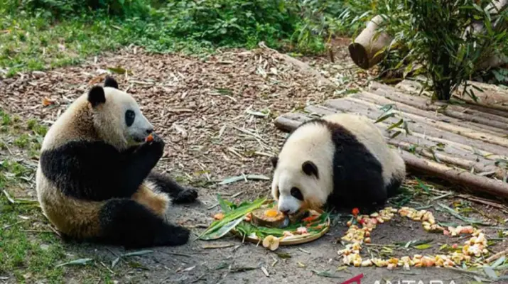 Panda Raksasa Kembar Kelahiran Jepang Tampil Perdana di China