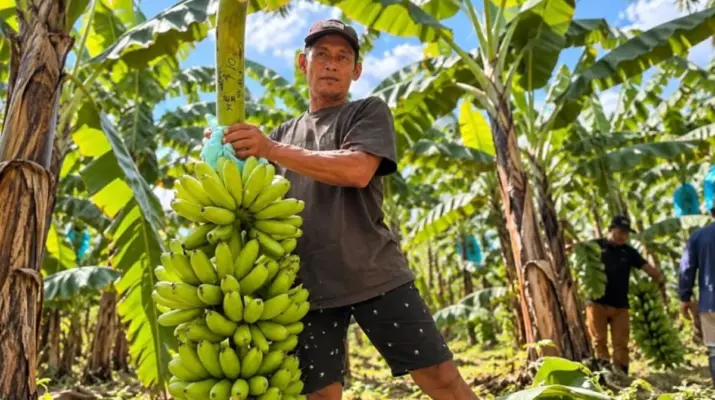 Pisang Mas Kirana Lumajang Bidik Pasar Singapura, Peluang Ekspor Mulai Terbuka